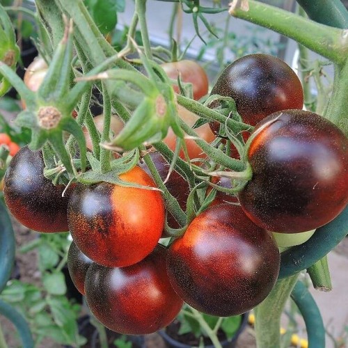 Solanum lycopersicum 'Indigo Cherry Drops' - Harilik tomat 'Indigo Cherry Drops'